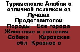 Туркменские Алабаи с отличной психикой от Лучших Представителей Породы - Все города Животные и растения » Собаки   . Кировская обл.,Красное с.